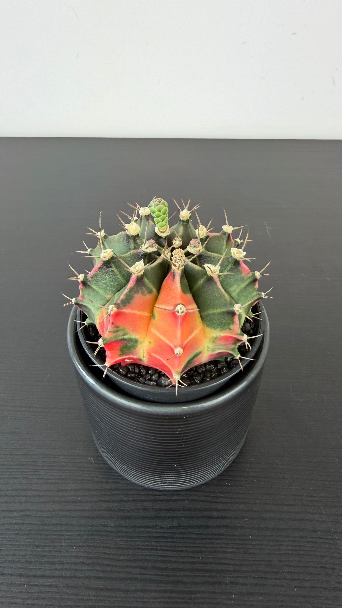 Gymnocalycium mihanovichii variegata