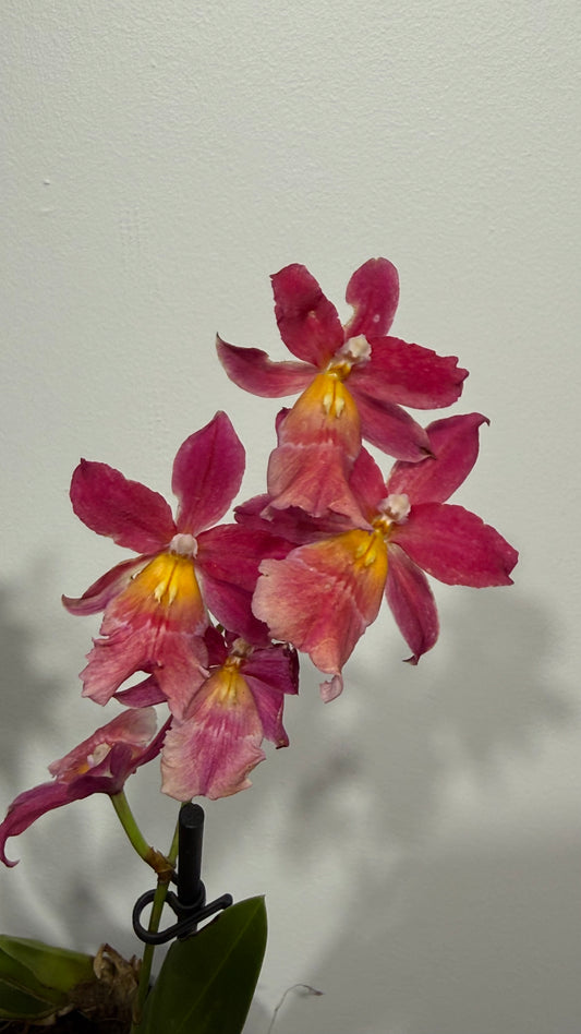 Orhideja Cambria 15