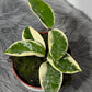 Hoya carnosa Krimson Queen Splash