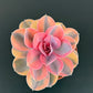 Echeveria Rainbow