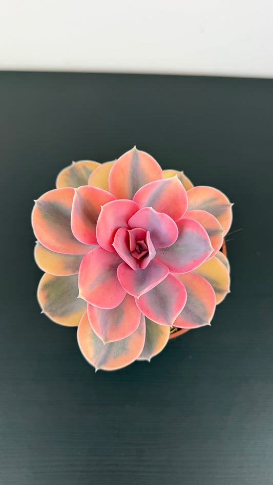 Echeveria Rainbow