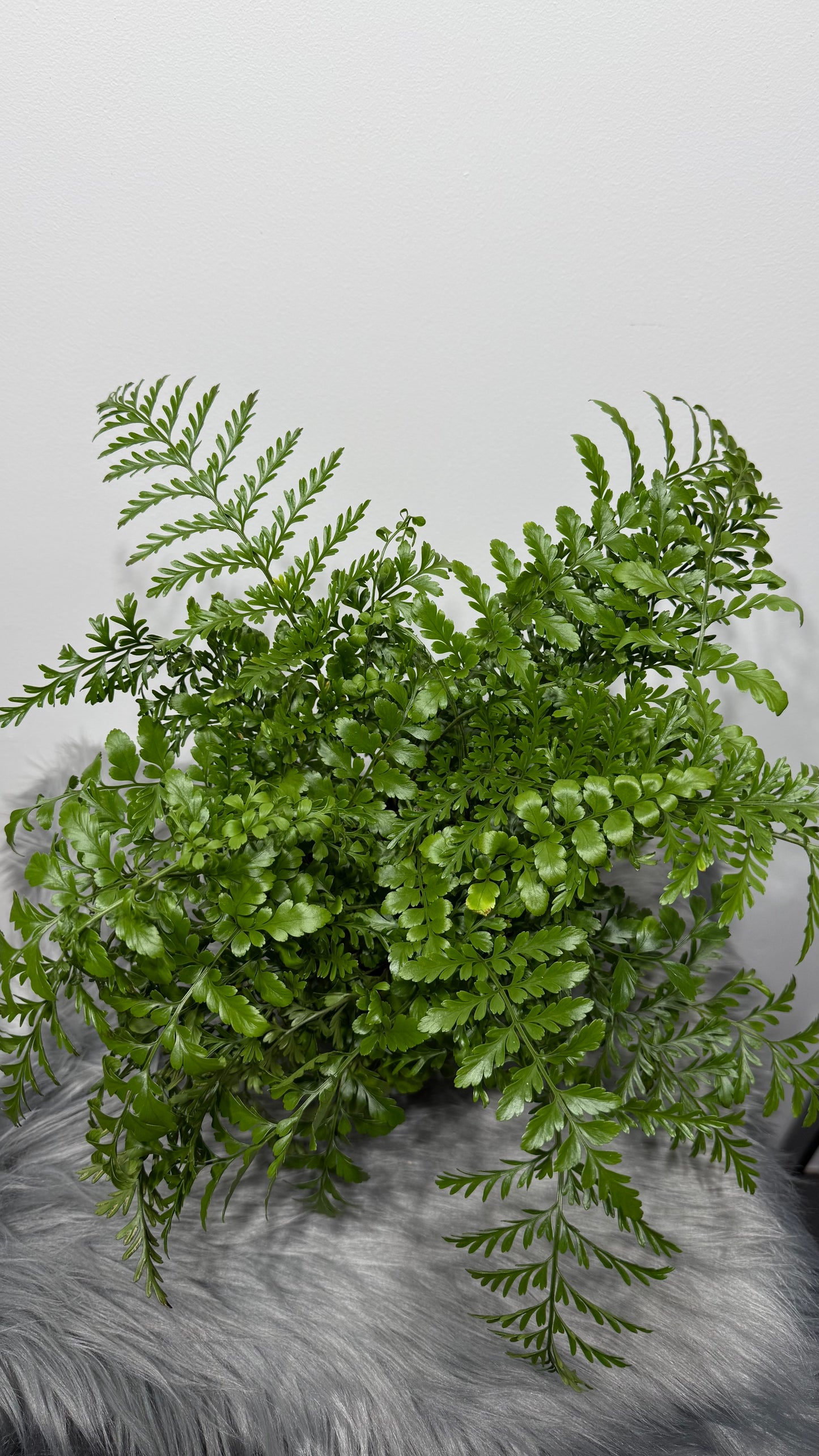 Asplenium Parvati
