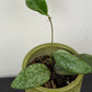 Hoya Sigillatis Silver