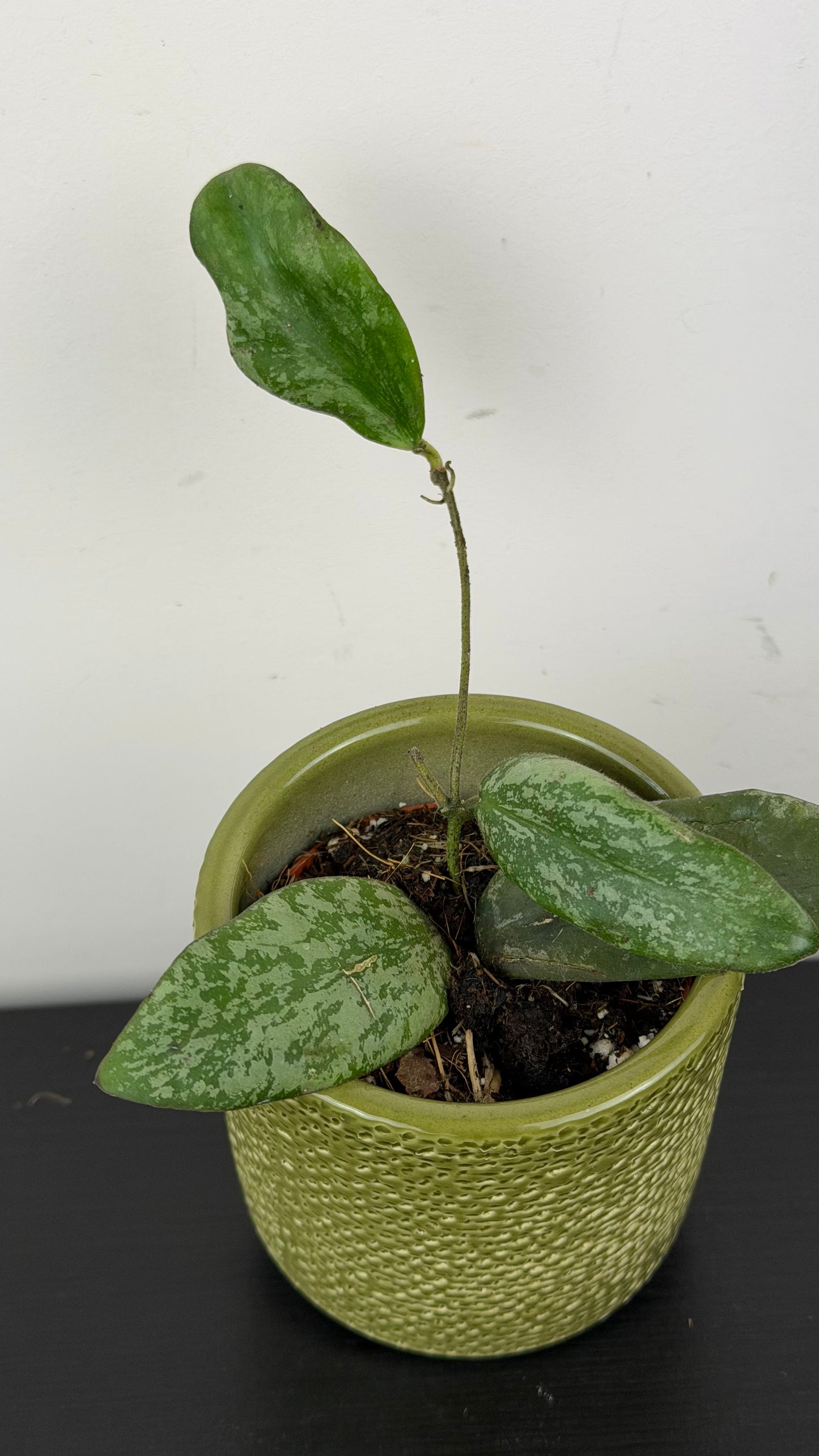 Hoya Sigillatis Silver