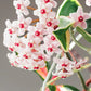 Hoya carnosa Krimson Queen Splash