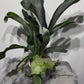 Platycerium Bifurcatum