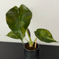 Alocasia Wentii Variegata