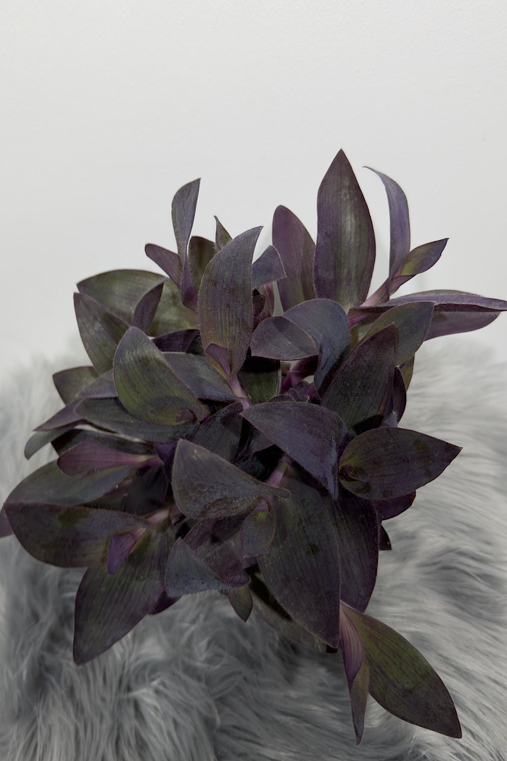 Tradescantia