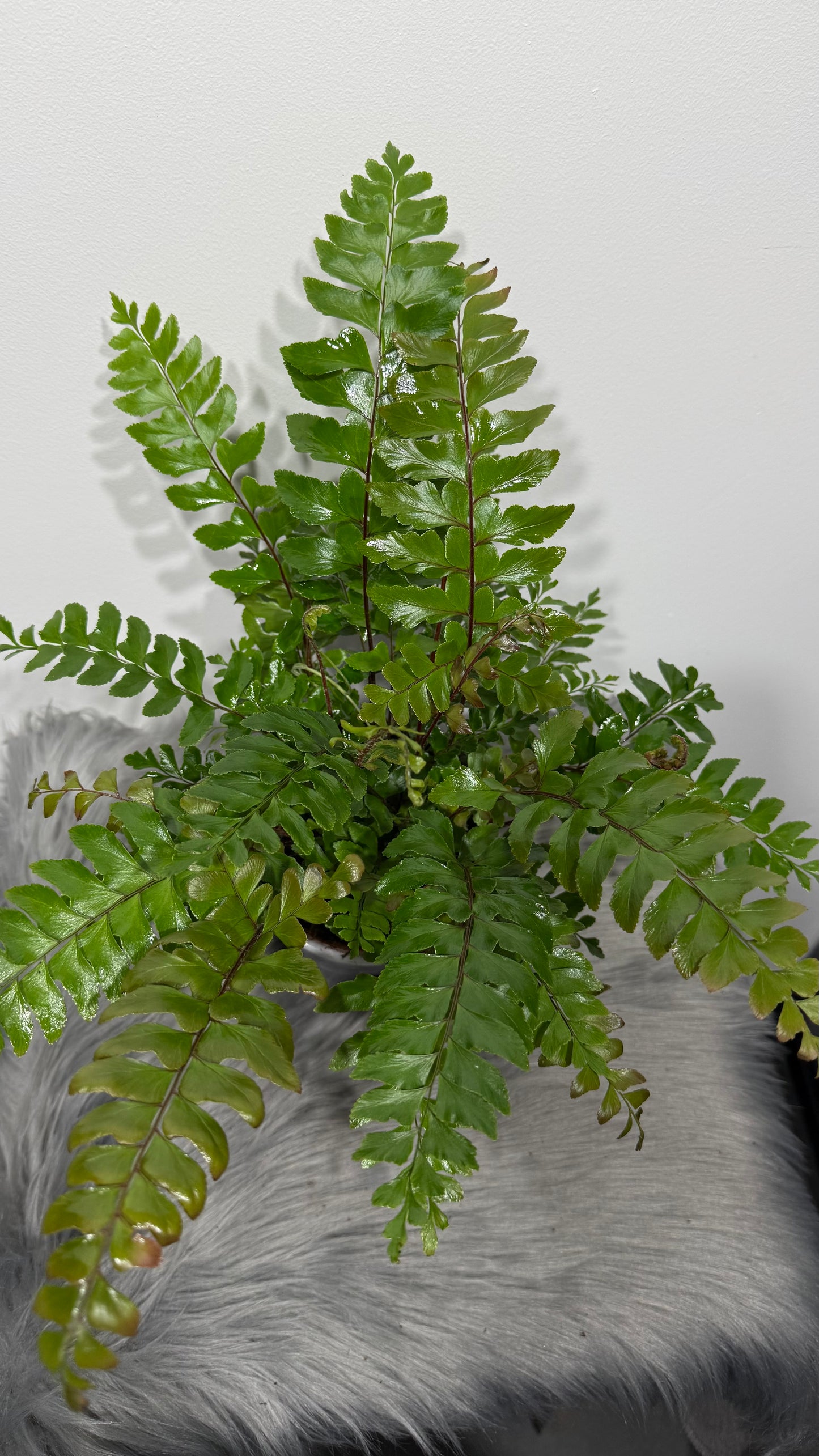 Fern 5