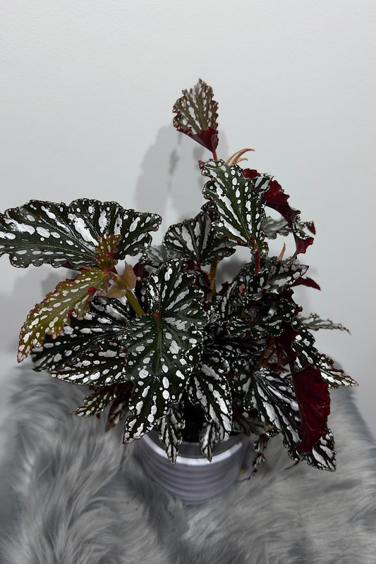 Begonia Maculata