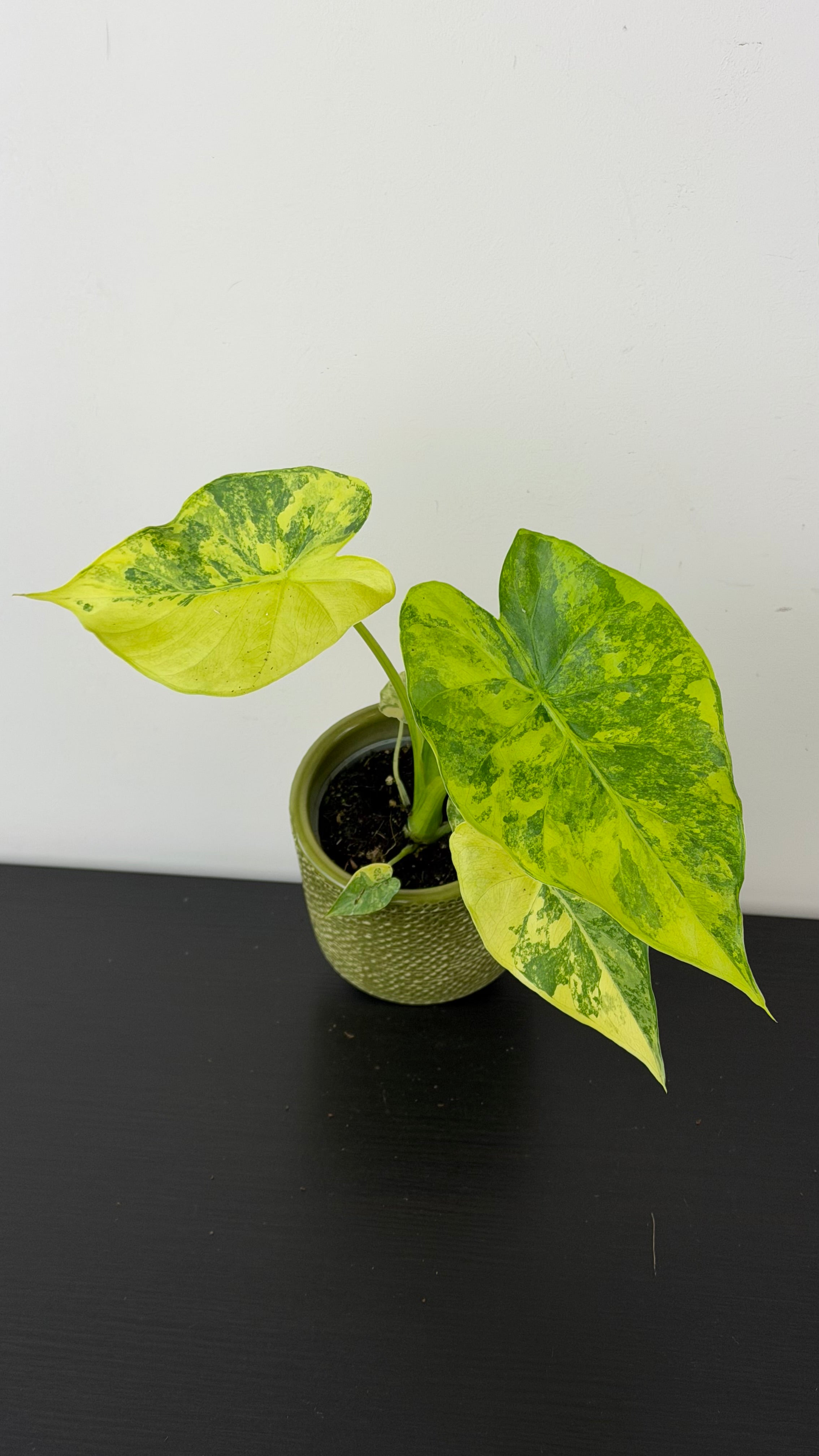 Alocasia macrorrhiza Aurea Variegata – www.augi-plants.lv