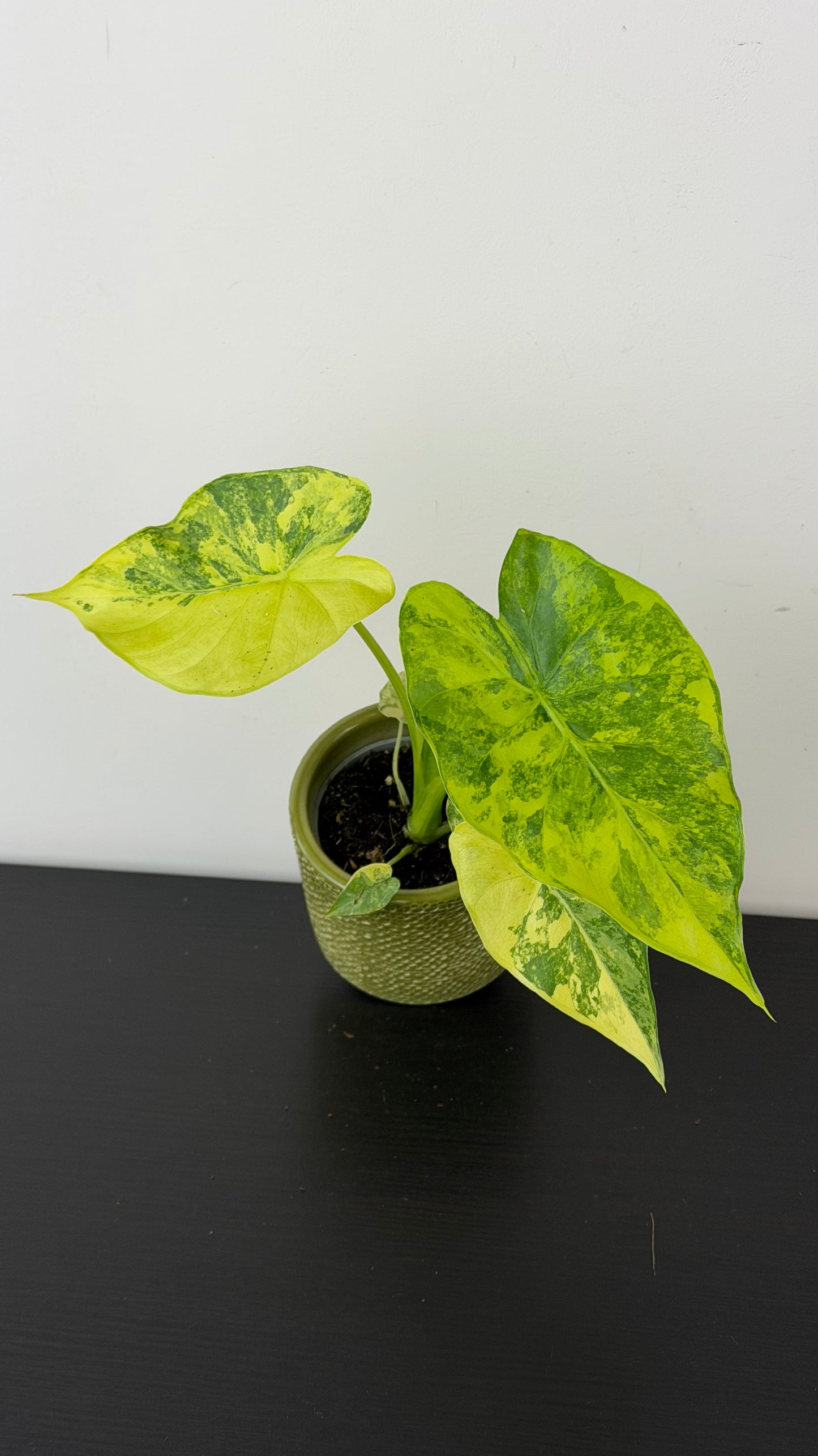 Alocasia macrorrhiza Aurea Variegata