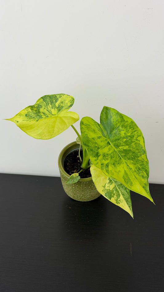 Alocasia macrorrhiza Aurea Variegata