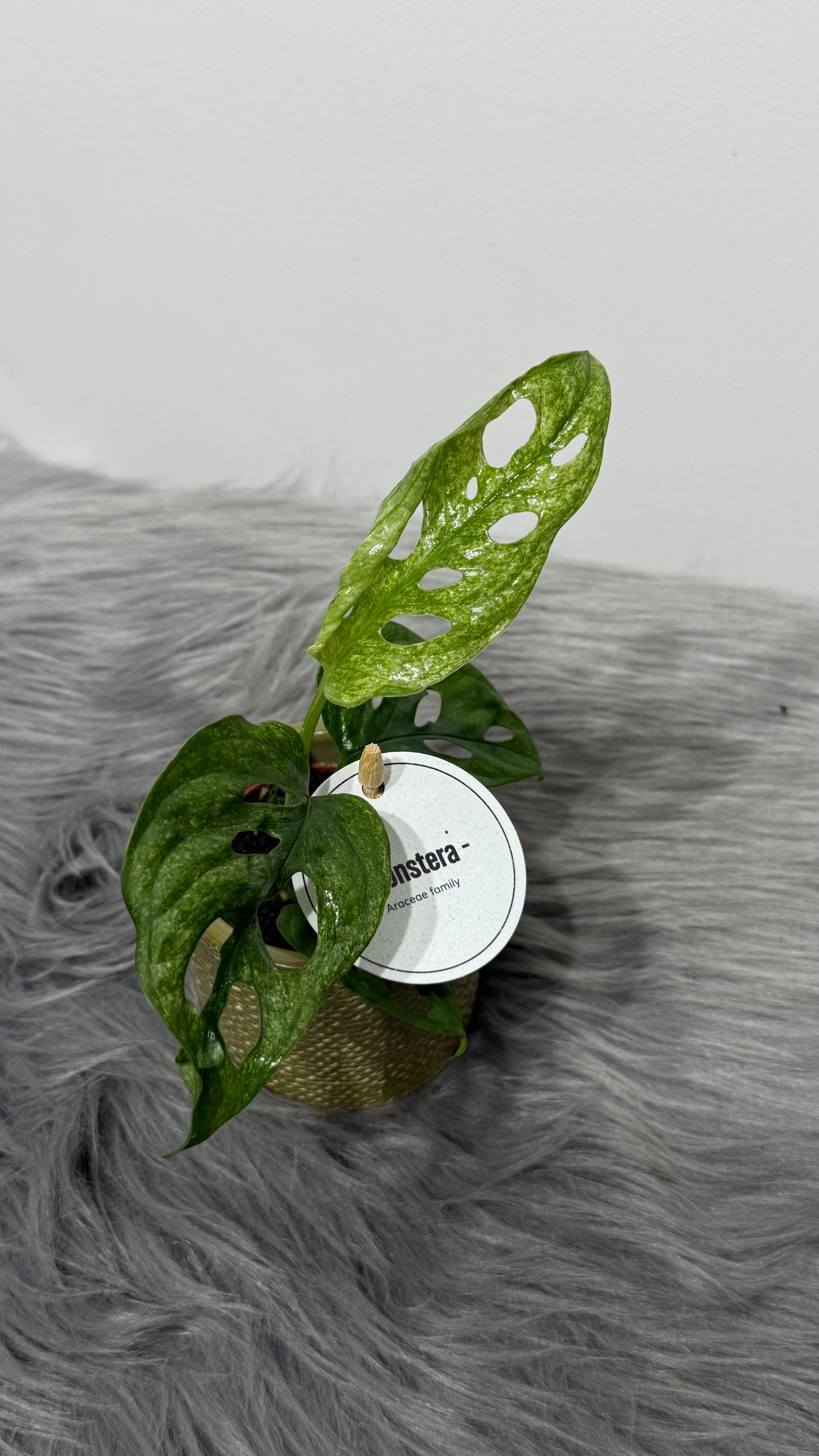 Monstera Adansonii mint