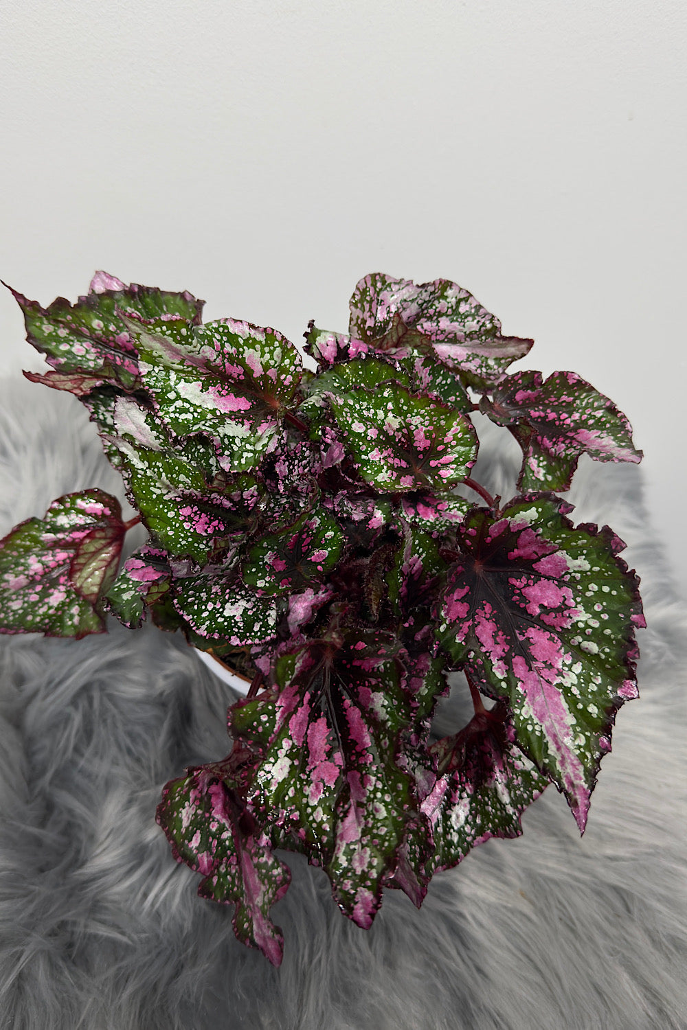 Begonia Beleaf 6