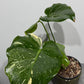 Monstera Thai Constellation 5