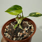 Philodendron Florida Beauty