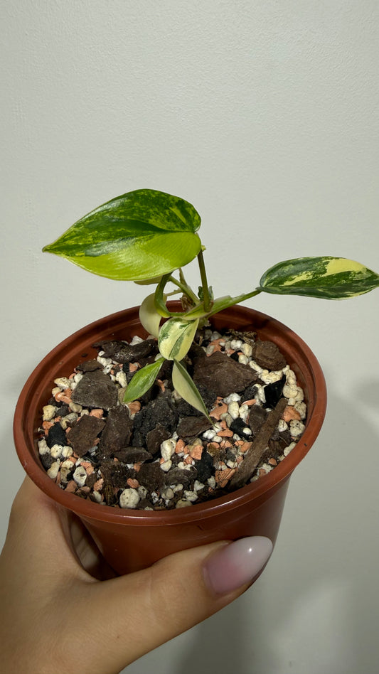 Philodendron Florida Beauty