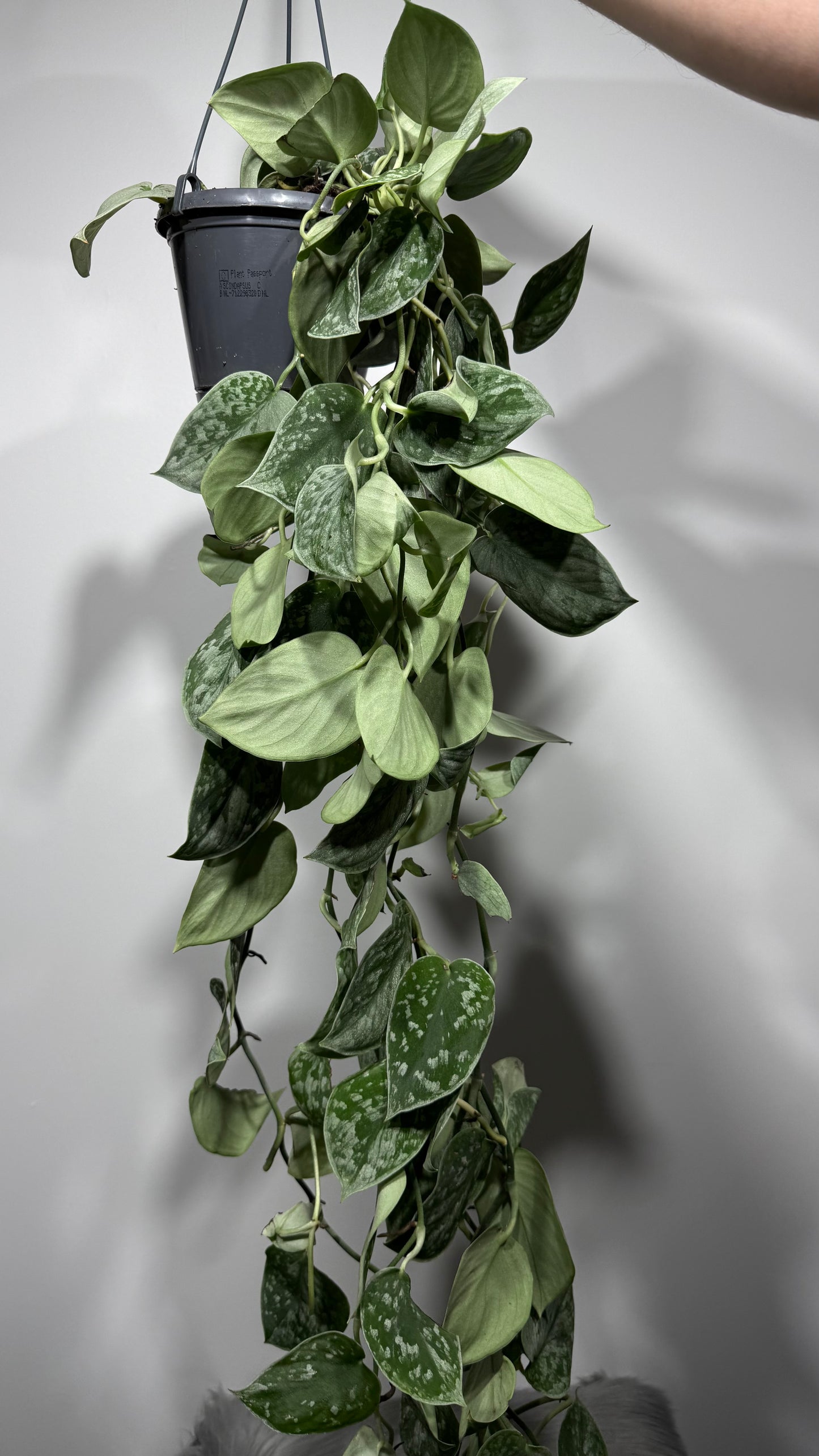 Scindapsus Pictus Silver Ann