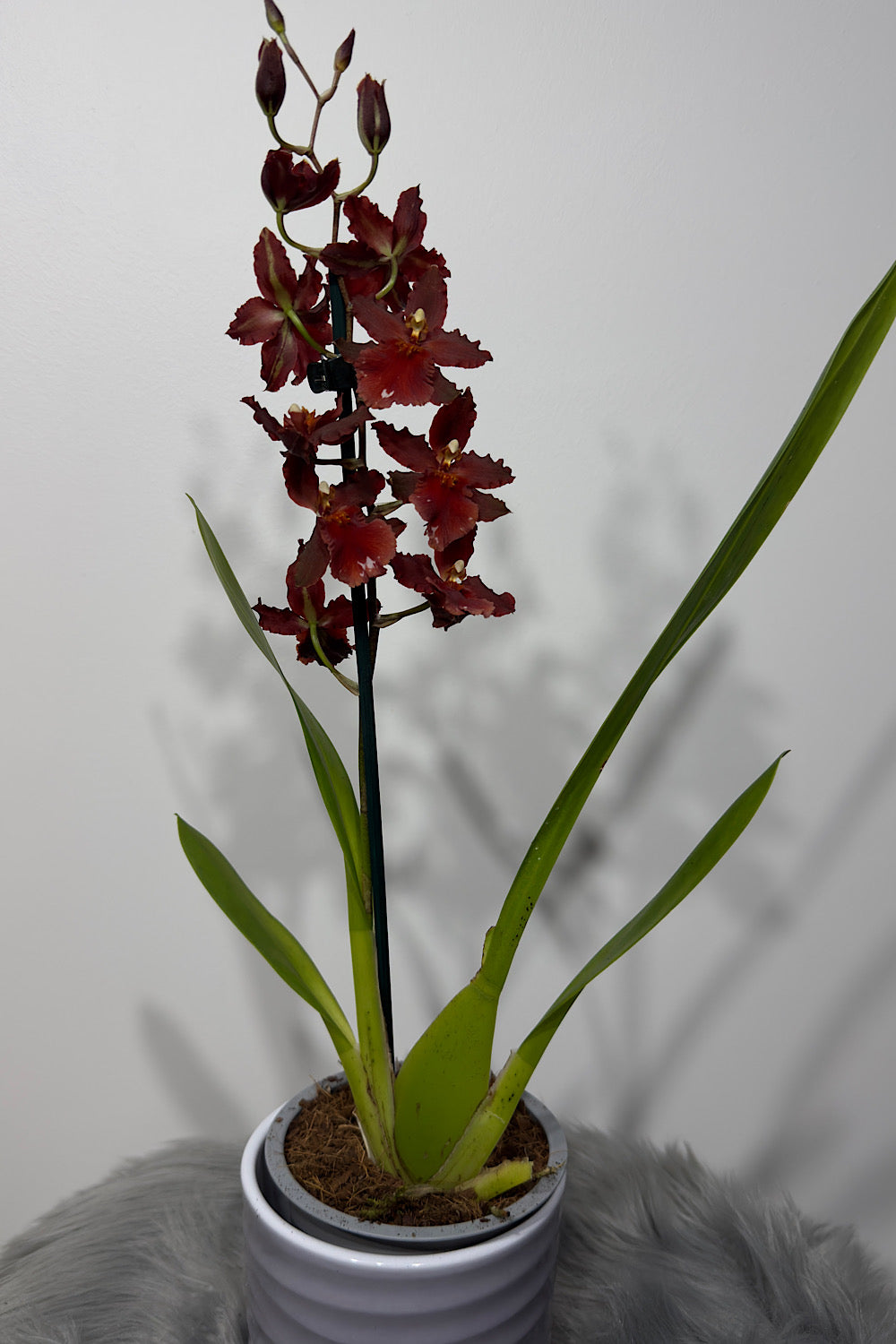 Orhideja Cambria 4