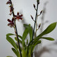 Orhideja Cambria 12 - www.augi-plants.lv