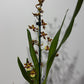 Orhideja Cambria 2