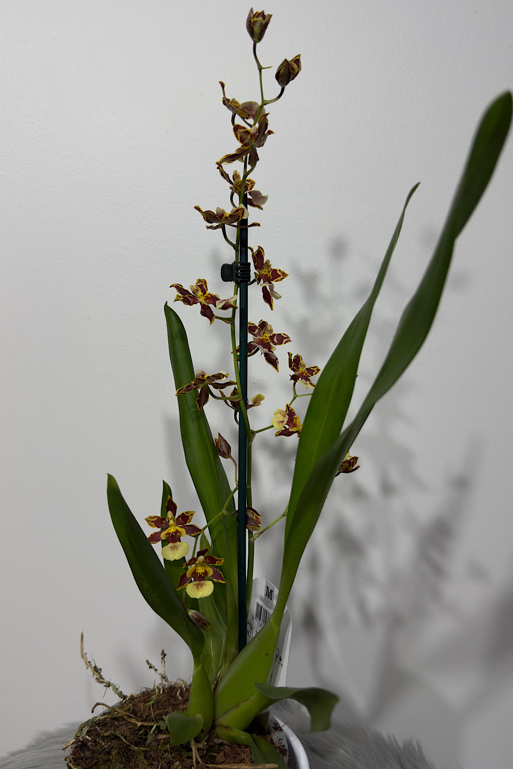 Orhideja Cambria 2