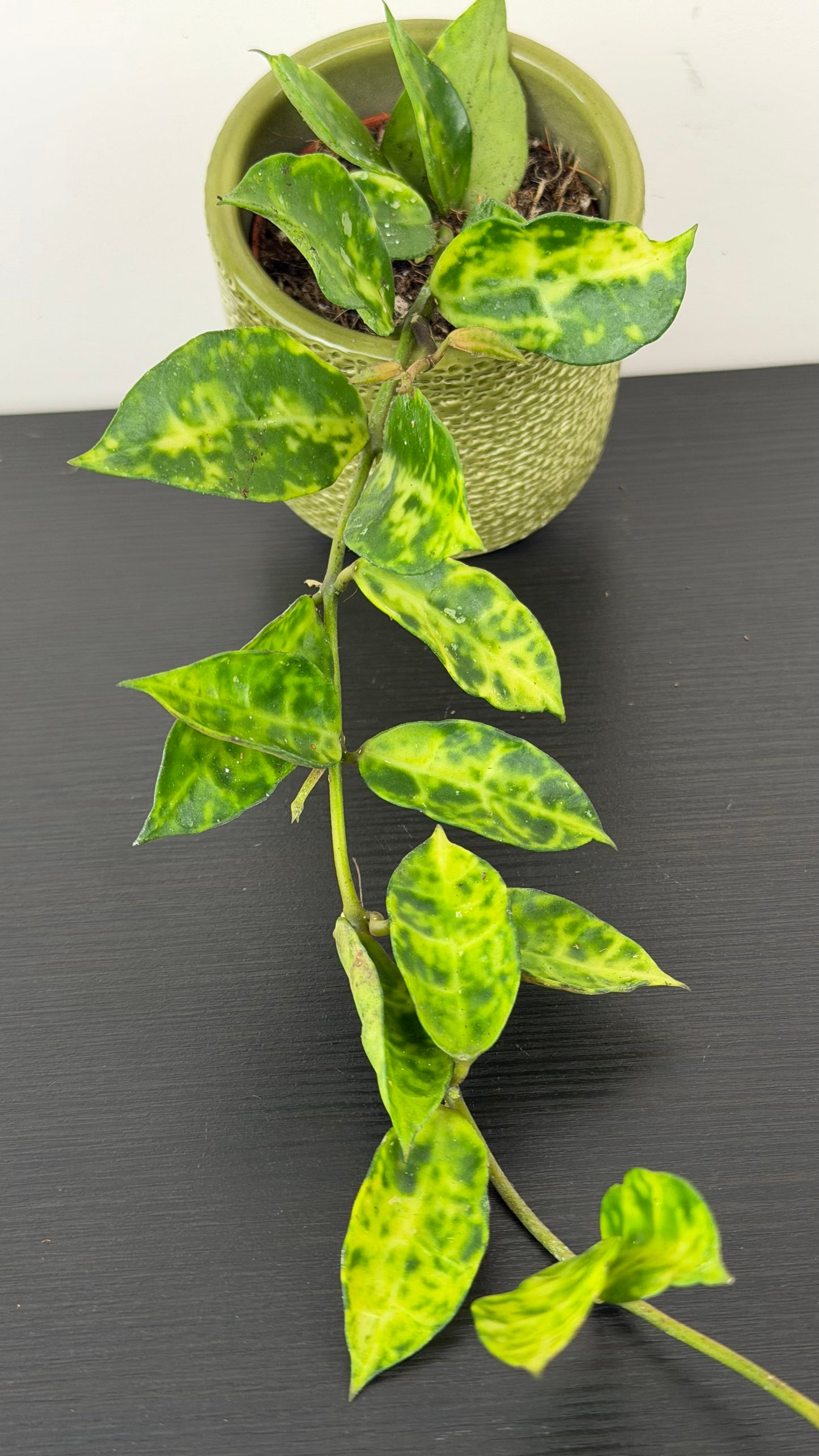 Hoya lacunosa Amarillo