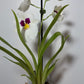 Orhideja Miltoniopsis 1