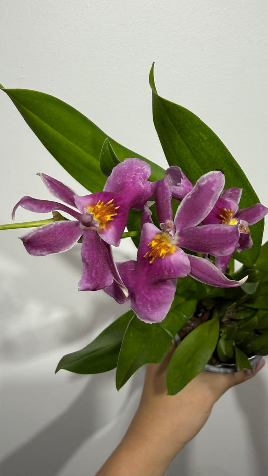 Orhideja Cambria 13