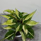 Philodendron Rio