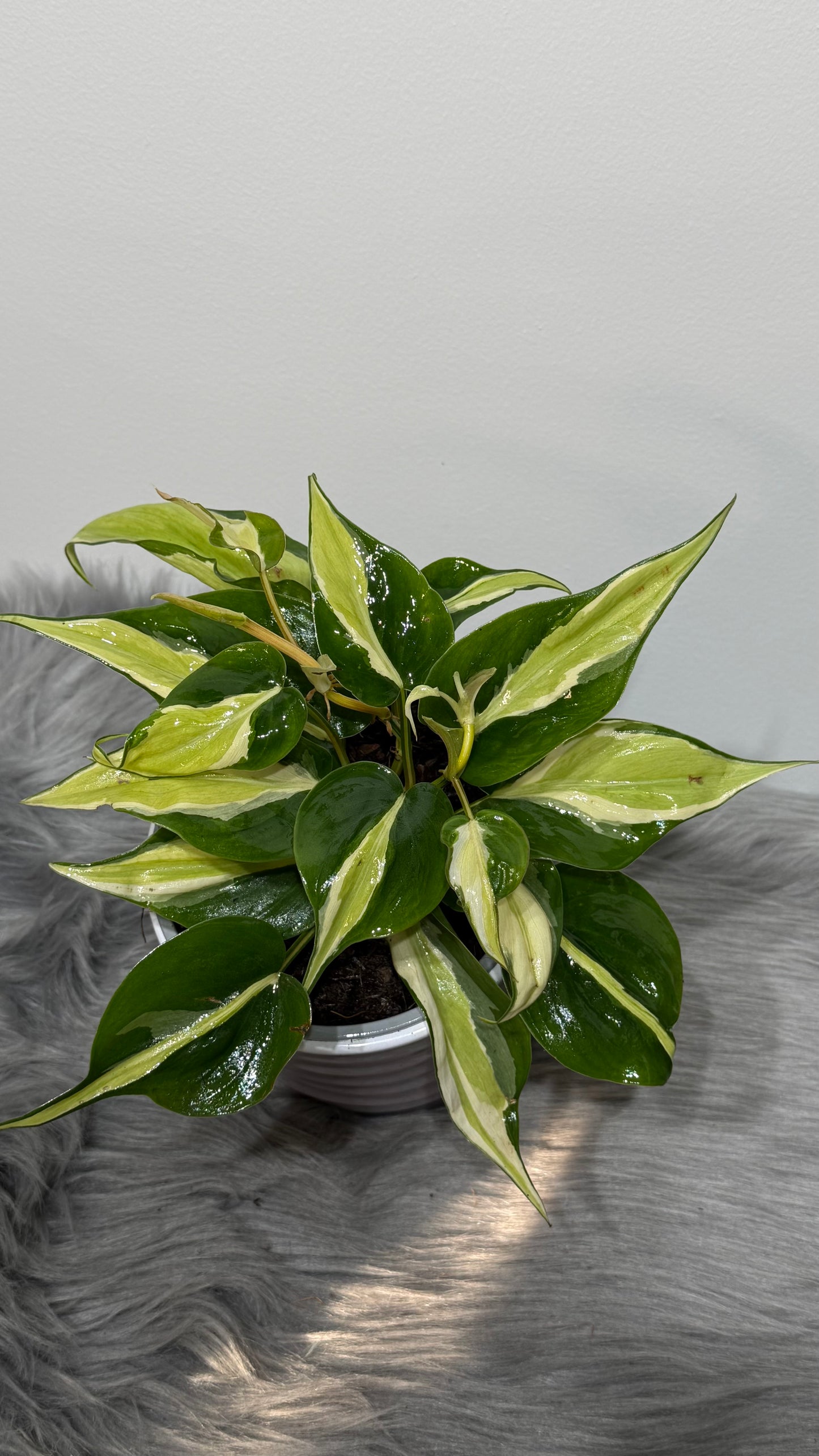 Philodendron Rio