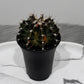 Gymnocalycium mihanovichii variegata
