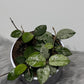 Hoya Mathilde Splash