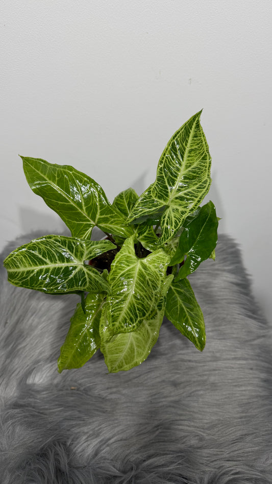 Syngonium Batik