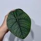 Alocasia Melo