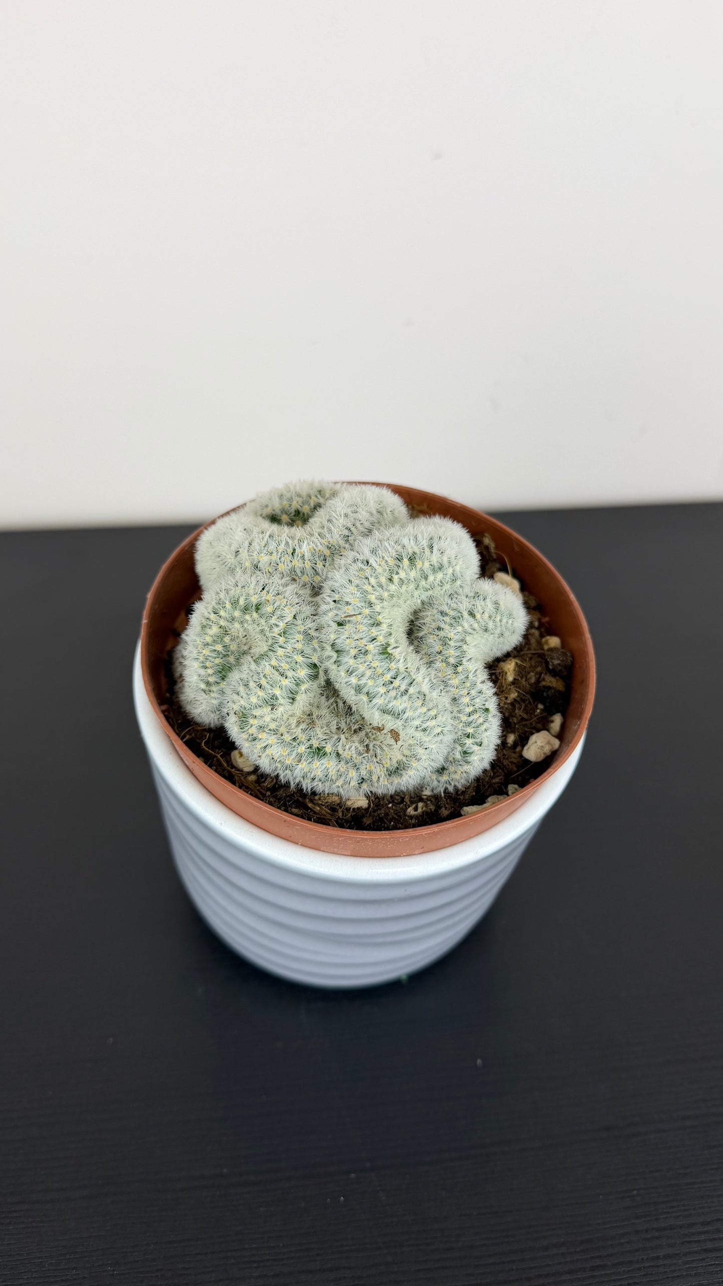 Cactus 1