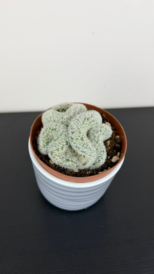Cactus 1