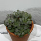 Adromischus 2