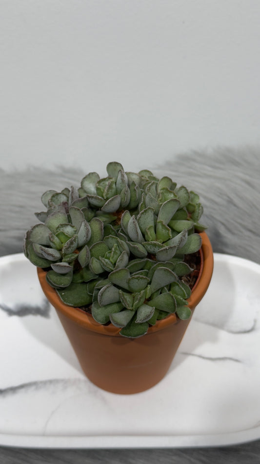 Adromischus 2