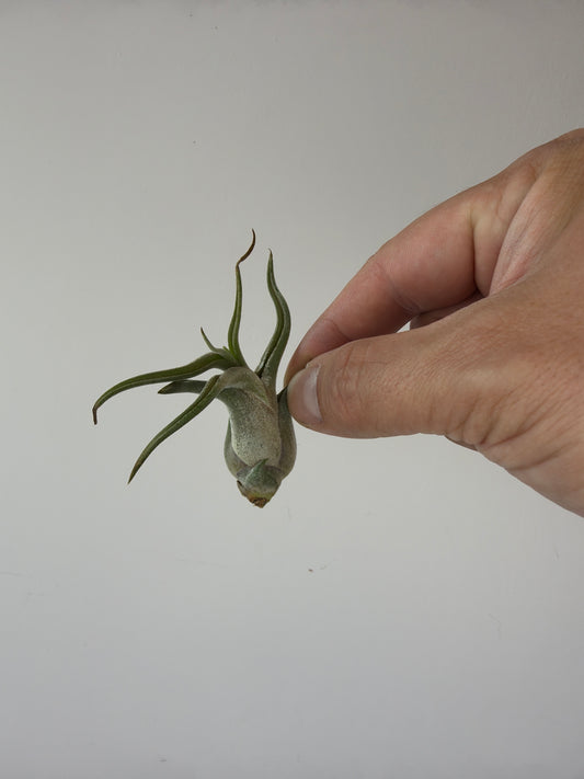 Tillandsia Air plant 15