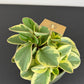Peperomia Obtipan Bicolor