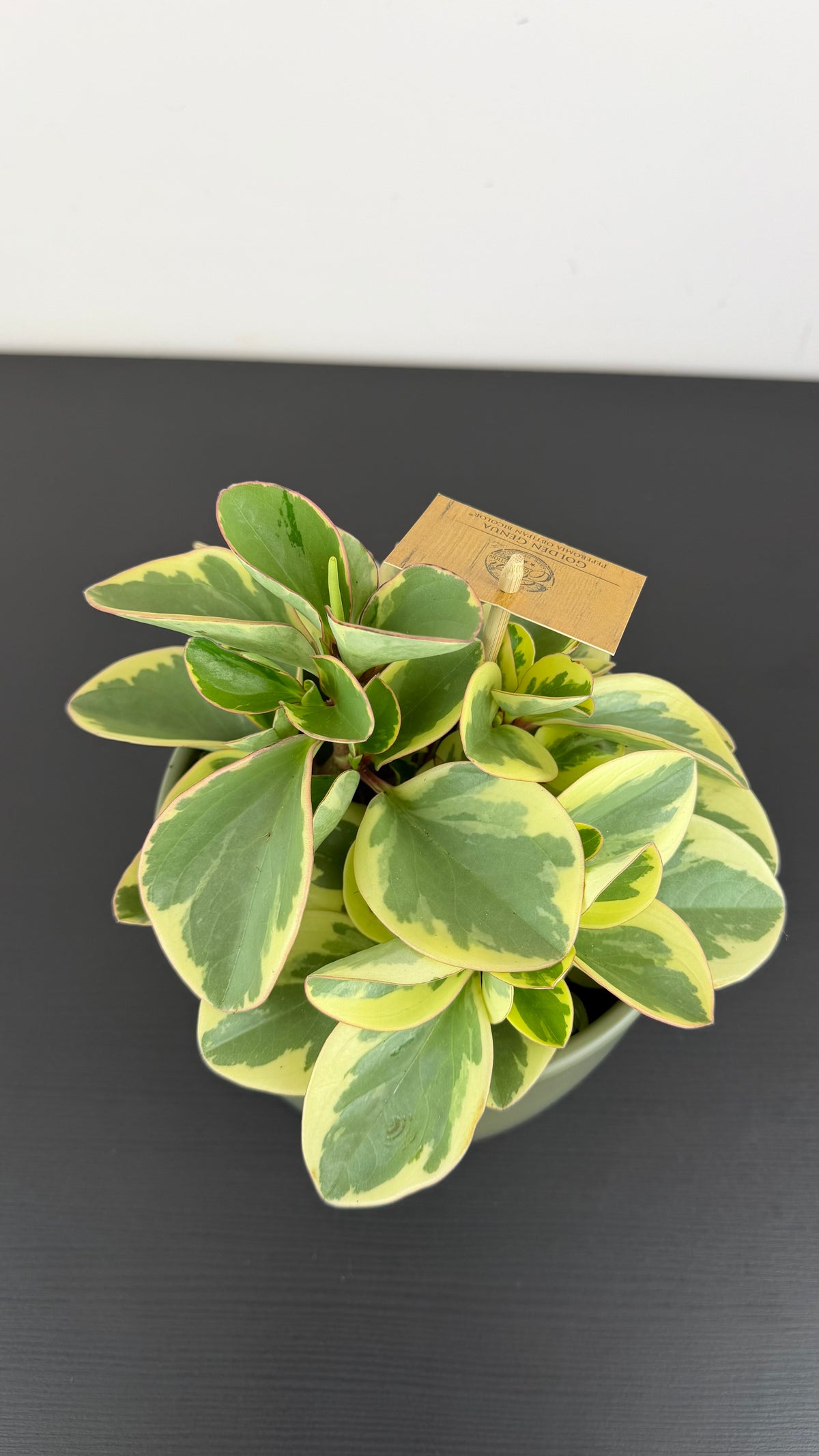 Peperomia Obtipan Bicolor