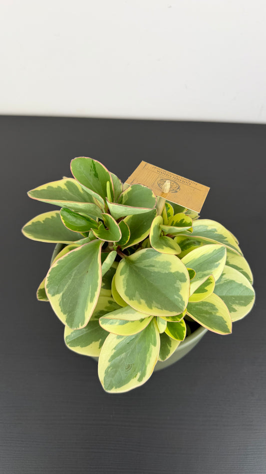Peperomia Obtipan Bicolor