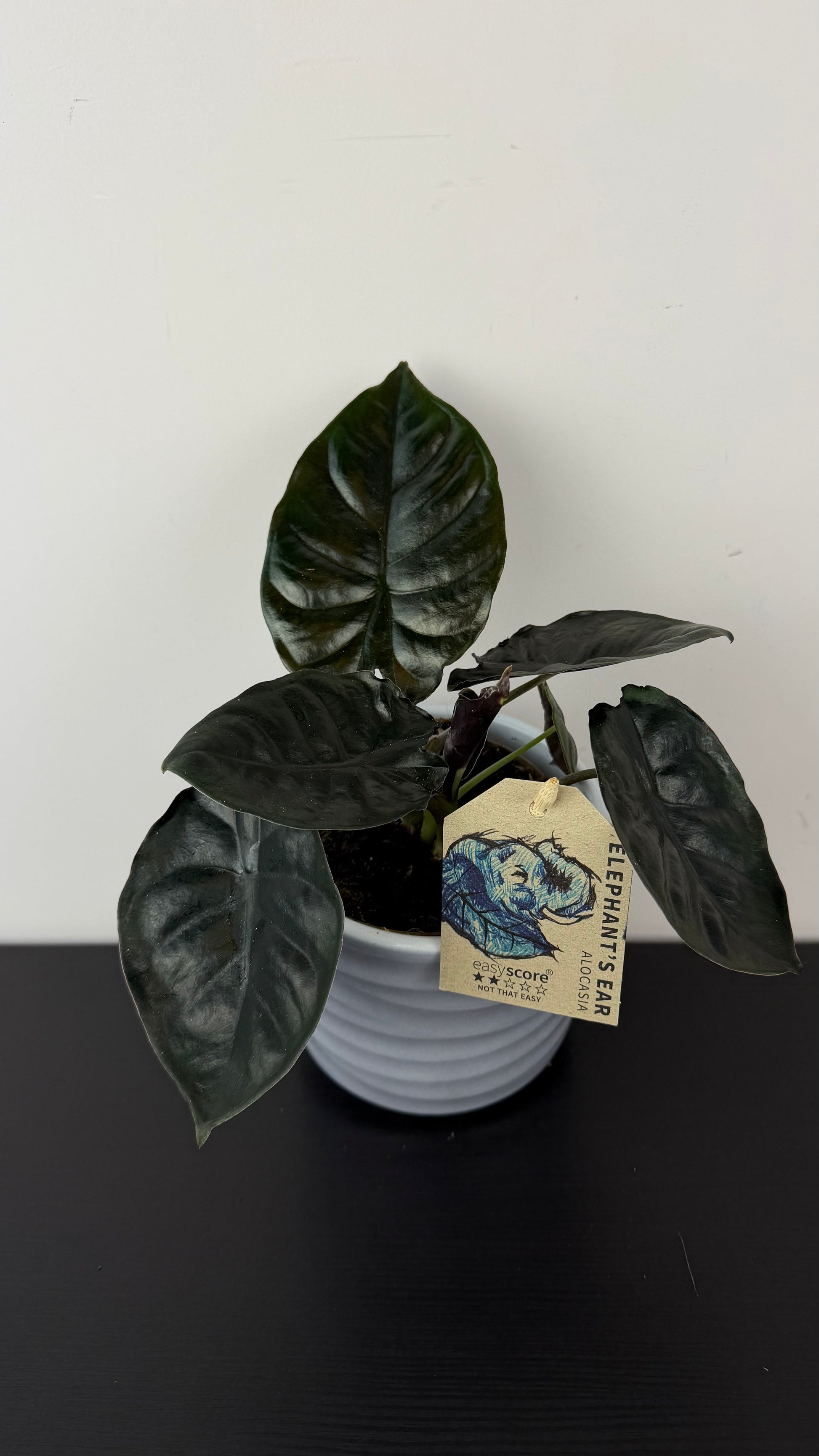 alocasia black magic plant Alocasia Black Magic – www.augi-plants.lv