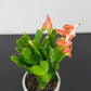 Schlumbergera Orange