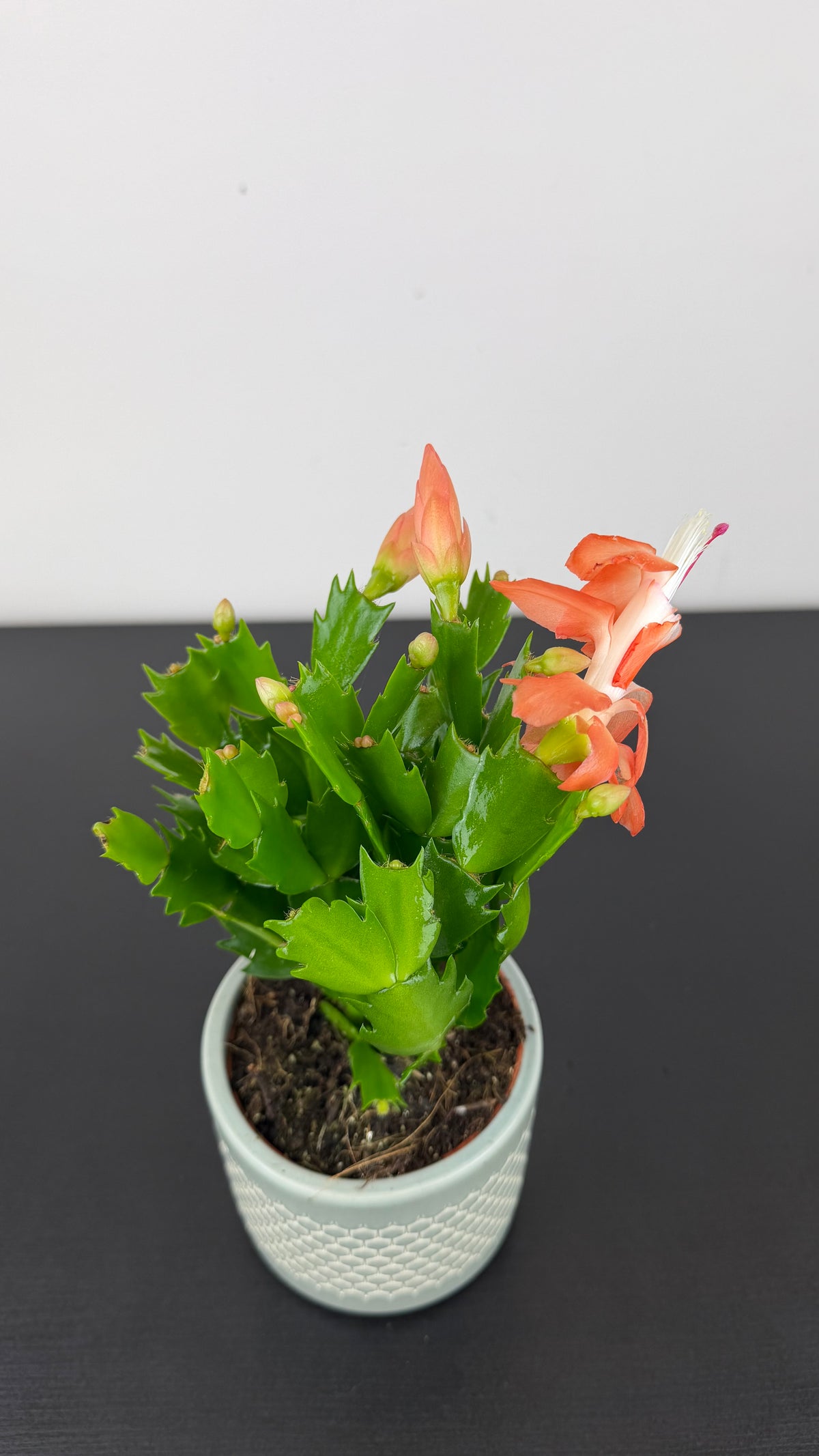 Schlumbergera Orange
