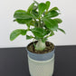 Adenium obesum Caudex