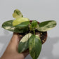 Philodendron