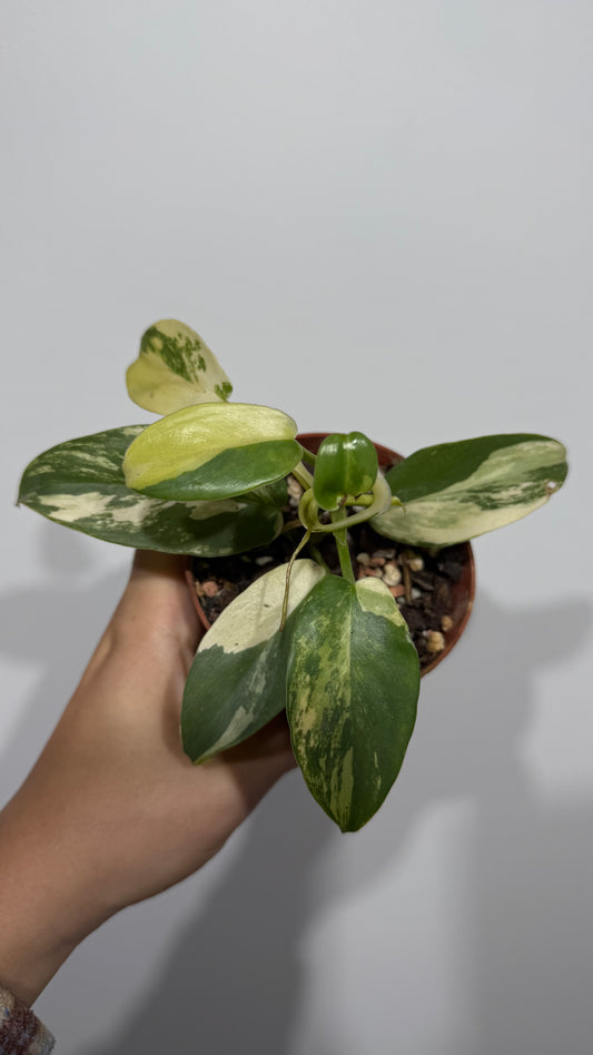 Philodendron